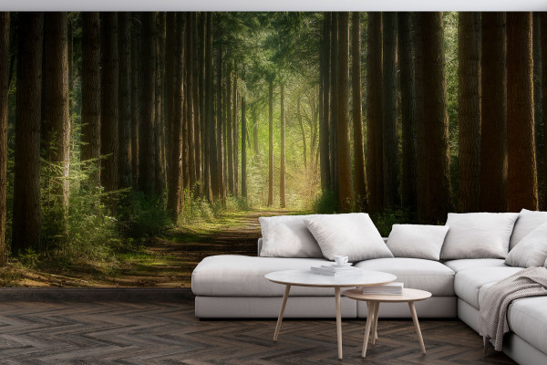 Фотошпалери Лісова дорога