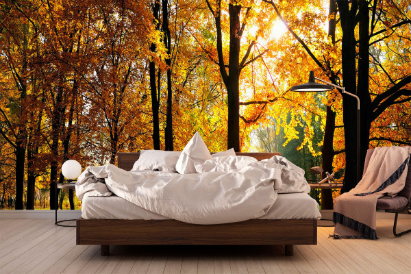 Фотошпалери Осінній ліс